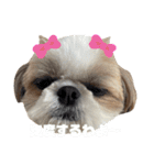 シーズー犬の麦ちゃんと天くんです！③（個別スタンプ：21）
