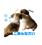 シーズー犬の麦ちゃんと天くんです！③（個別スタンプ：22）
