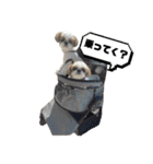 シーズー犬の麦ちゃんと天くんです！③（個別スタンプ：24）