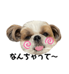 シーズー犬の麦ちゃんと天くんです！③（個別スタンプ：29）