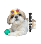 シーズー犬の麦ちゃんと天くんです！③（個別スタンプ：30）