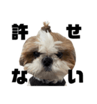 シーズー犬の麦ちゃんと天くんです！③（個別スタンプ：31）