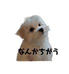 マルチーズのおもち2（個別スタンプ：6）