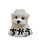マルチーズのおもち2（個別スタンプ：8）