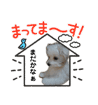 マルチーズのおもち2（個別スタンプ：12）