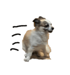 Chihuahua and Shih Tzu mixed breed memes（個別スタンプ：4）