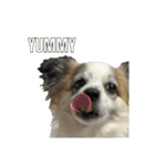 Chihuahua and Shih Tzu mixed breed memes（個別スタンプ：5）