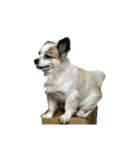 Chihuahua and Shih Tzu mixed breed memes（個別スタンプ：6）