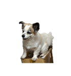 Chihuahua and Shih Tzu mixed breed memes（個別スタンプ：7）