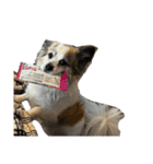 Chihuahua and Shih Tzu mixed breed memes（個別スタンプ：9）