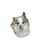 Chihuahua and Shih Tzu mixed breed memes（個別スタンプ：10）