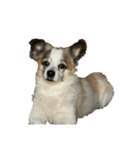 Chihuahua and Shih Tzu mixed breed memes（個別スタンプ：13）