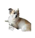 Chihuahua and Shih Tzu mixed breed memes（個別スタンプ：14）