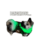 Chihuahua and Shih Tzu mixed breed memes（個別スタンプ：15）