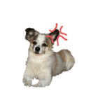 Chihuahua and Shih Tzu mixed breed memes（個別スタンプ：17）