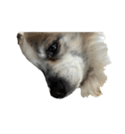 Chihuahua and Shih Tzu mixed breed memes（個別スタンプ：19）