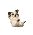 Chihuahua and Shih Tzu mixed breed memes（個別スタンプ：20）