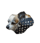 Chihuahua and Shih Tzu mixed breed memes（個別スタンプ：21）