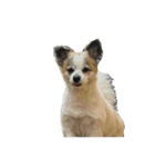Chihuahua and Shih Tzu mixed breed memes（個別スタンプ：22）