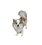 Chihuahua and Shih Tzu mixed breed memes（個別スタンプ：23）