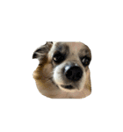 Chihuahua and Shih Tzu mixed breed memes（個別スタンプ：24）