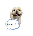 シーズーピコスタンプ6（個別スタンプ：6）