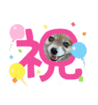 2024きなこの2月（個別スタンプ：2）