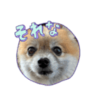 2024きなこの2月（個別スタンプ：8）