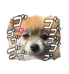 2024きなこの2月（個別スタンプ：14）