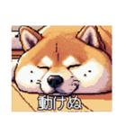 ドット絵 太っちょ柴犬（個別スタンプ：1）