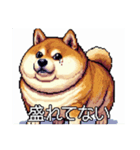 ドット絵 太っちょ柴犬（個別スタンプ：40）