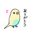 セキセイインコクリームハルクイン（個別スタンプ：1）