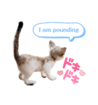 羊毛フェルト★にゃんこスタンプ（個別スタンプ：4）