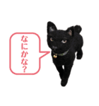 羊毛フェルト★にゃんこスタンプ（個別スタンプ：10）
