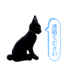羊毛フェルト★にゃんこスタンプ（個別スタンプ：11）