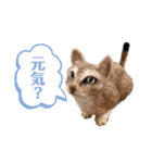 羊毛フェルト★にゃんこスタンプ（個別スタンプ：22）