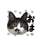 ねねこズCATS フェイス①（個別スタンプ：3）