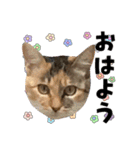 ねねこズCATS フェイス①（個別スタンプ：4）