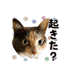 ねねこズCATS フェイス①（個別スタンプ：7）