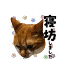 ねねこズCATS フェイス①（個別スタンプ：9）