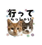 ねねこズCATS フェイス①（個別スタンプ：11）