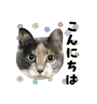 ねねこズCATS フェイス①（個別スタンプ：12）