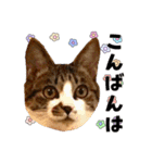 ねねこズCATS フェイス①（個別スタンプ：13）