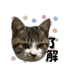 ねねこズCATS フェイス①（個別スタンプ：23）