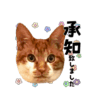 ねねこズCATS フェイス①（個別スタンプ：25）