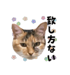 ねねこズCATS フェイス①（個別スタンプ：26）