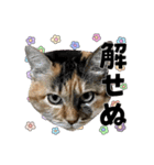 ねねこズCATS フェイス①（個別スタンプ：28）