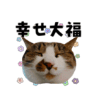 ねねこズCATS フェイス①（個別スタンプ：40）