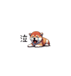 ドット絵 仔犬な柴犬 ちいさいスタンプ（個別スタンプ：13）