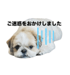 シーズーピコスタンプ7（個別スタンプ：8）